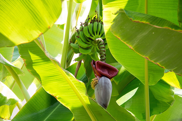 banana, plant, banana shrub, banana tree, inflorescence, green