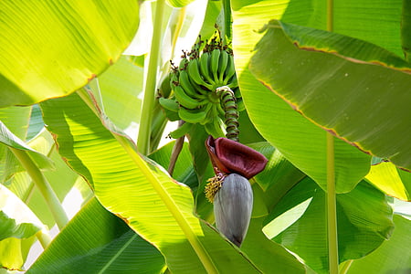 banán, závod, banán keř, banánovník, květenství, zelená
