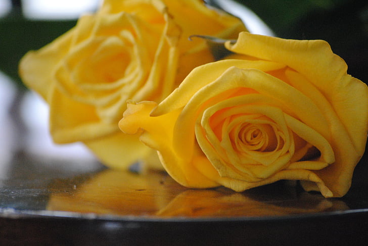 Rosa, groc, flor, floral, natura, Sant Valentí, blanc