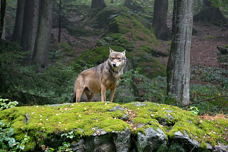 vilkas, pakuotėje lyderis, gyvūnų, Bavarijos nacionalinis parkas, alfa šuo, Gamta, miško