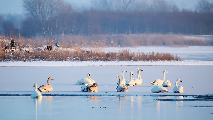 lake, waters, frozen, swans, landscape, winter, cold