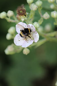 BlackBerry, Hummel, trädgård, pollinering, nektar, Stäng, pollen