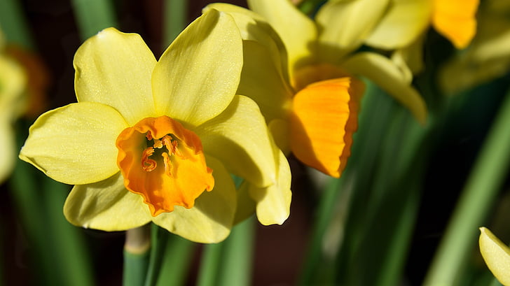 Narciso, flor, flor, floración, Osterglocken, amarillo, flores amarillas