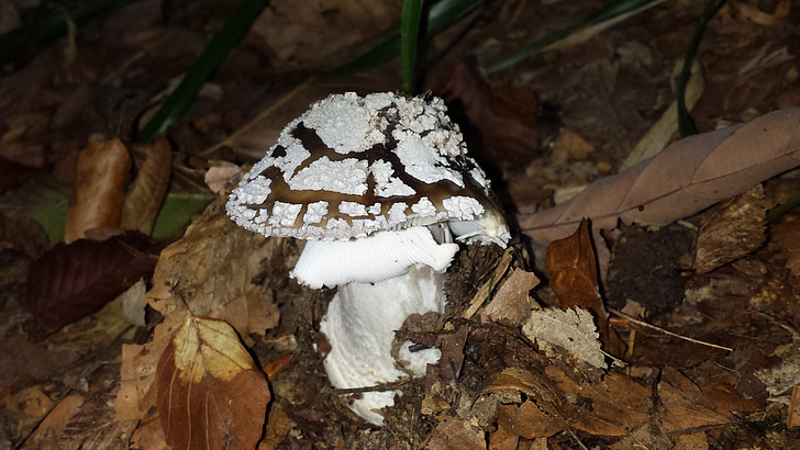 mushroom, autumn, nature, forest, forest floor, fungal species