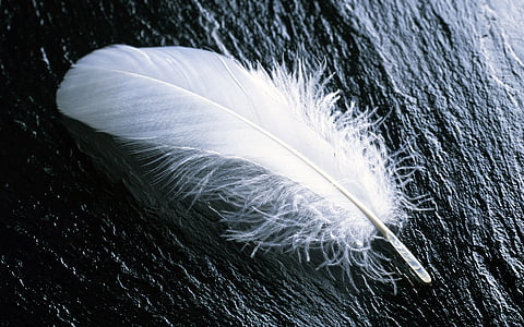 feather, white, fly