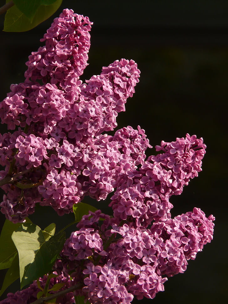 lilac, common lilac, ornamental shrub, bush, plant, violet, blossom