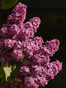 lilac, common lilac, ornamental shrub, bush, plant, violet, blossom