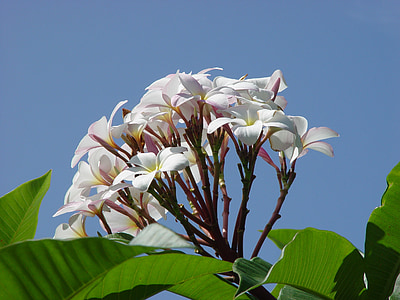 plumeria, flower, frangipani, white, nature, flora, summer