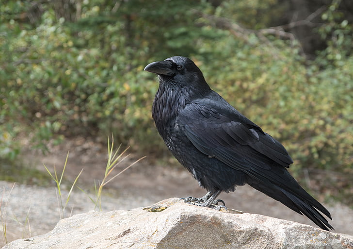 Cuervo, Cuervo, pájaro, negro, volar, Raven ave, mundo animal