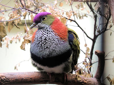 putns, krāsains, zooloģiskais dārzs, spalvas, dzīvnieku, spalva, daba