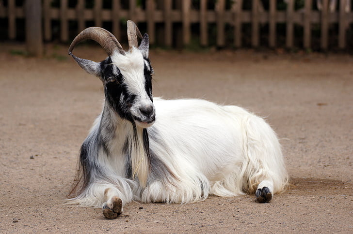 chèvre, animal, Zoo, nature, ferme, Meadow, billy goat