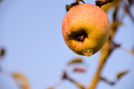 애플, 사과 나무, 트리, 과일, 자연, 레드, 닫기