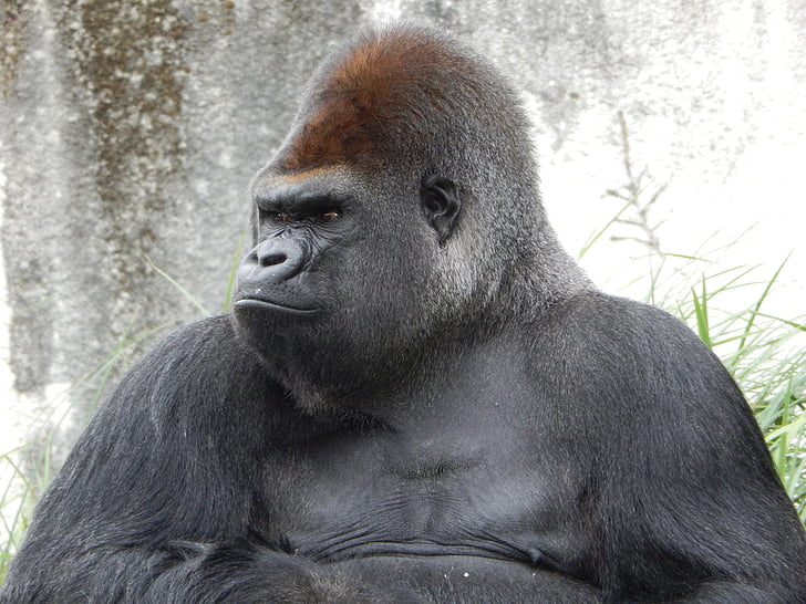gorila, hewan kebun binatang, satwa liar, wajah, hitam, kuat, potret