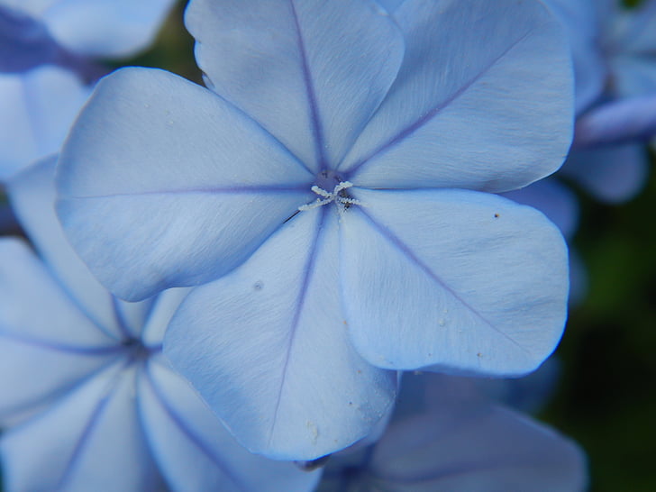 blå blomster, makro, Blossom, Bloom, Luk, natur, blå passion flower