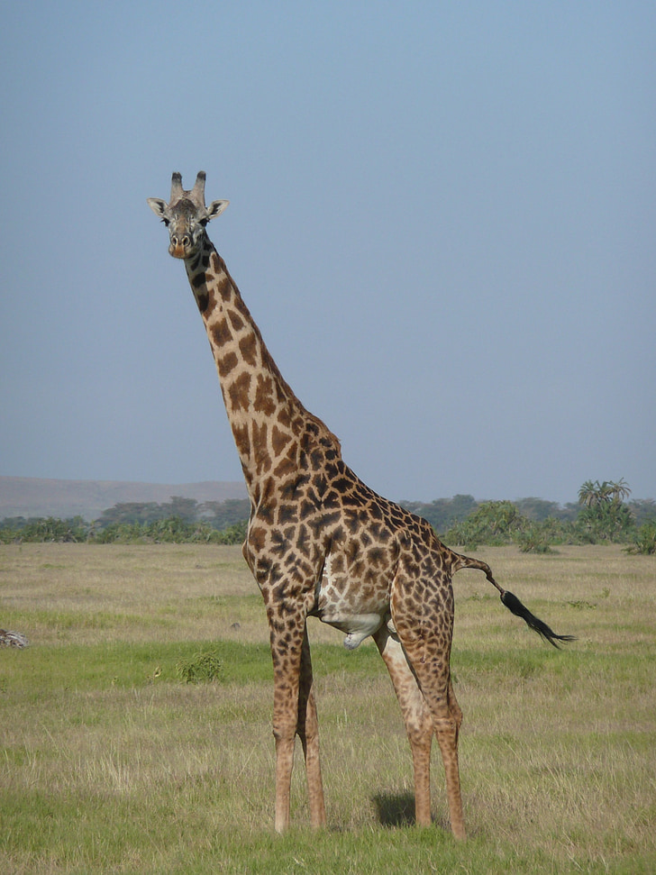 Żyrafa, Kenia, Afryka, Safari, Natura, dzikich zwierząt, zwierzęta z Safari