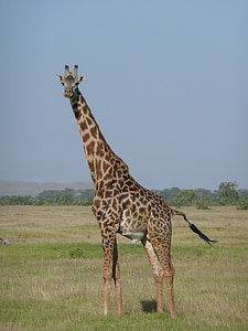 Giraffe, Kenia, Afrika, Safari, natuur, dieren in het wild, Safari dieren
