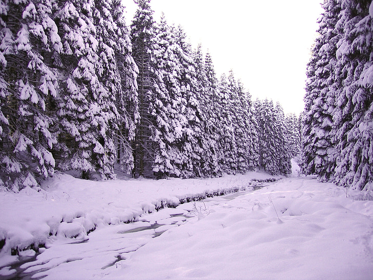 inverno, foresta, neve, paesaggio della foresta, pino, alberi di inverno, fiume ghiacciato