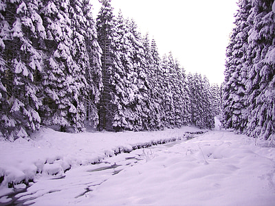 hiver, Forest, neige, paysage de forêt, pin, arbres d’hiver, rivière glacée