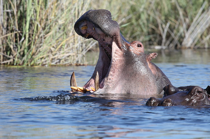 Hippo, wilde dieren, water, Afrika, Namibië, rivier, zwemmen