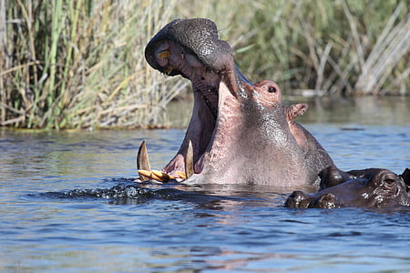 хипопотам, диви животни, вода, Африка, Намибия, река, плуване