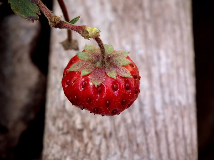 Berry, fresa, rojo, fresa salvaje, fresa del jardín, apetitosa, sabrosa
