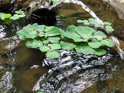 pistes, Amanida de l'aigua, pistia, plantes flotants, planta, planta d'aigua, flora