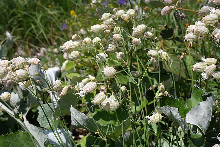 taubenkropf leimkraut, kwiat, kwiat, Bloom, biały, Lepnica rozdęta, zwykłe leimkraut