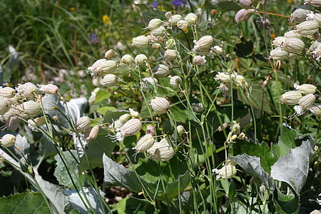 taubenkropf leimkraut, bunga, Blossom, mekar, putih, Silene vulgaris, leimkraut biasa