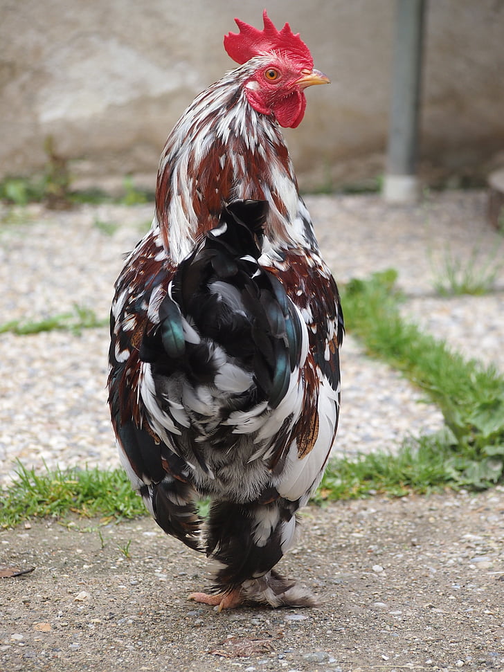 Gockel, κοτόπουλο, πολύχρωμο, πουλερικά, αρσενικά πτηνά, πανέμορφο