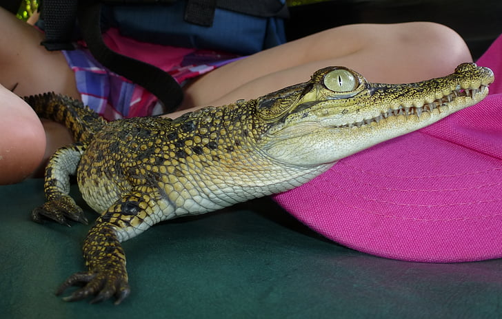 aligator, ząb, Sri lanka, gad, oko