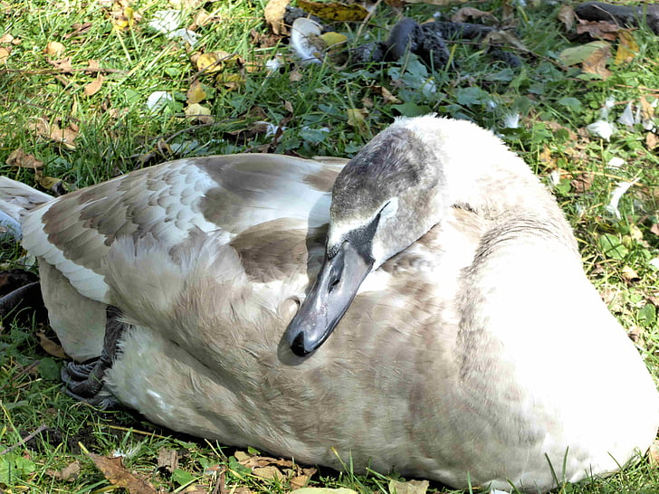 young signet, sleeping, resting, lake side, autumn, wild bird, nature