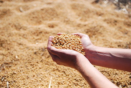 soybean, hand, agro, harvest, seeds, leguminous, human Hand