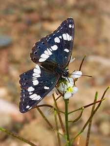 papillon, noir et blanc, ailes, insecte