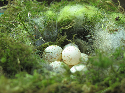 ptičje gnijezdo, gniježđenje mjesto, gnijezdo, jaje, sjenica gnijezdo, hrana, priroda