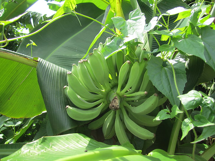 banaani, vihreitä lehtiä, kesällä