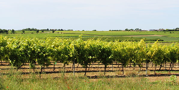 wijnstok, wijngaard, CEP, druif, wijnstokken, cultiveren, veld