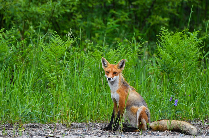 Fox, hoang dã, Thiên nhiên, động vật, động vật hoang dã, lông thú, sinh vật