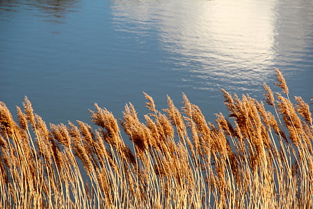 See, Teich, Reed, Wasser, Wasser