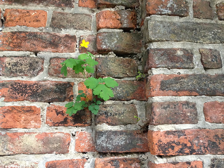 dinding, hidup, tanaman, dengan melihat, alam, dinding batu, bertahan