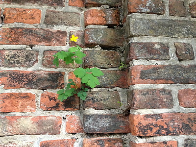 墙上, 生活, 植物, 通过查看, 自然, 石头墙, 生存