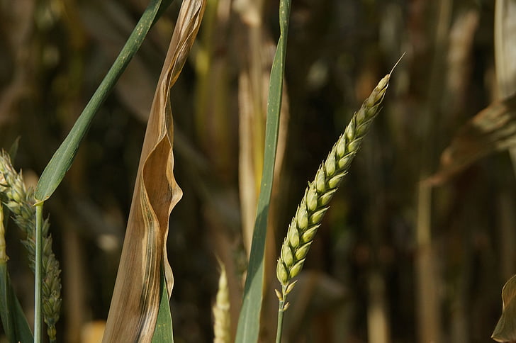 пшеница, жито поле, зърнени култури, Селско стопанство, пейзаж, растителна, живописна