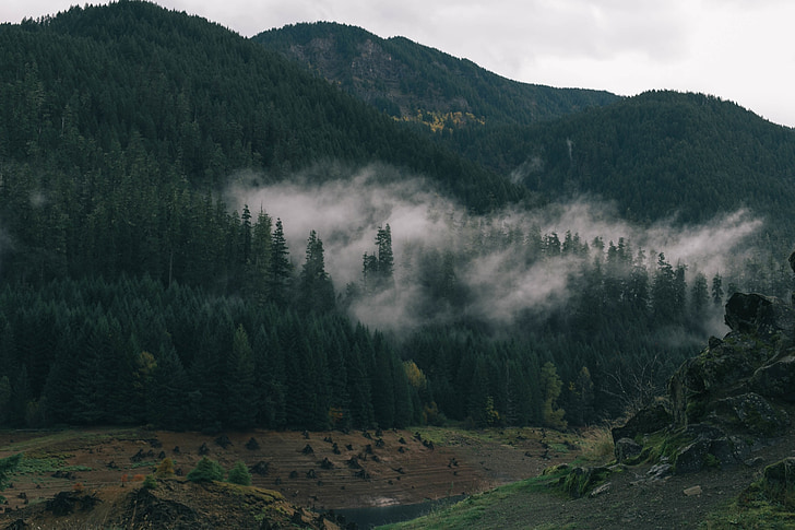 trees, forest, hills, fog, cloudy, nature, landscape