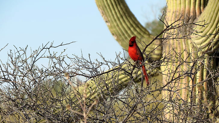 Cardinal, cactus Saguaro, désert de Sonora, Tucson, sud-ouest, désert, Arizona