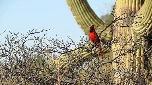 kardinál, Saguaro kaktus, Sonorská poušť, Tucson, jihozápad, poušť, Arizona