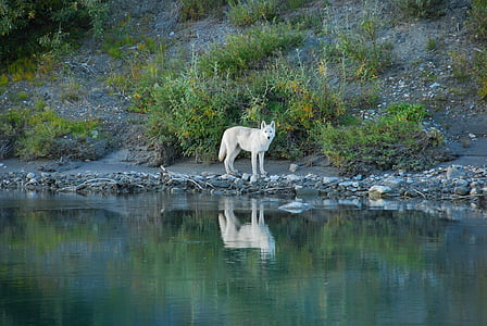 wolf, lone, predator, reflection, wildlife, nature, wild