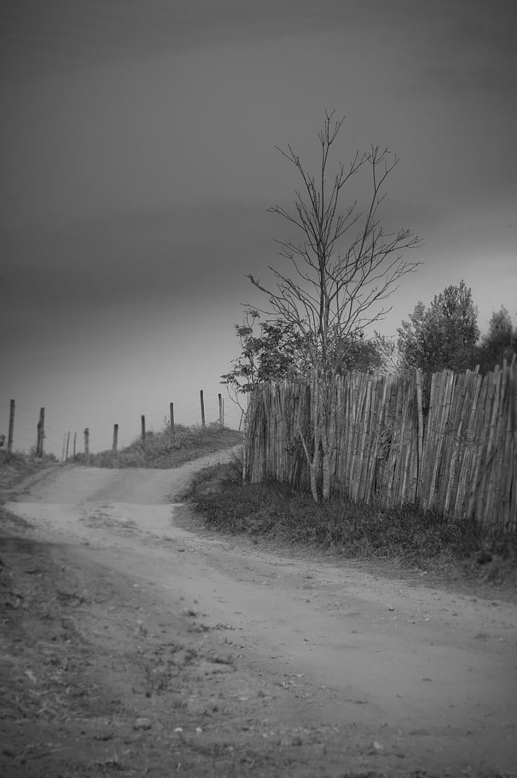 dry tree, dirt road, darkening, black And White, monochrome, nature