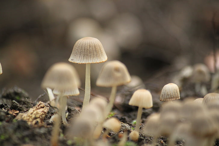 houby, podzim, Les, Příroda, malé houby, vlhký, závod