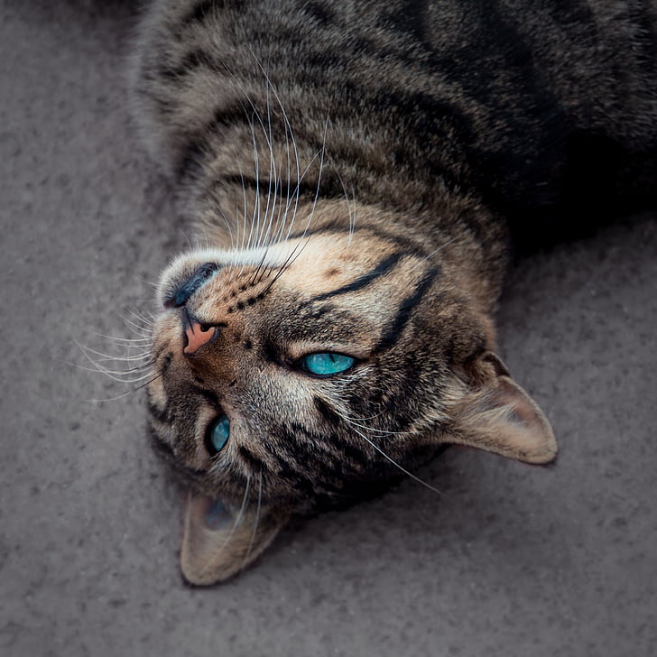 chat, oeil bleu, Tigre, Portrait, animal, yeux, animal de compagnie