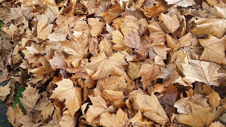 hojas, marrón, oro, otoño, caída