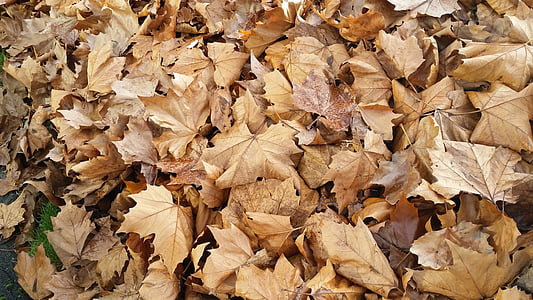 leaves, brown, gold, autumn, fall
